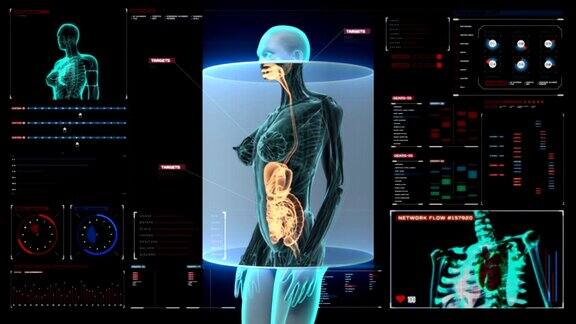女性人体内部器官扫描数字显示消化