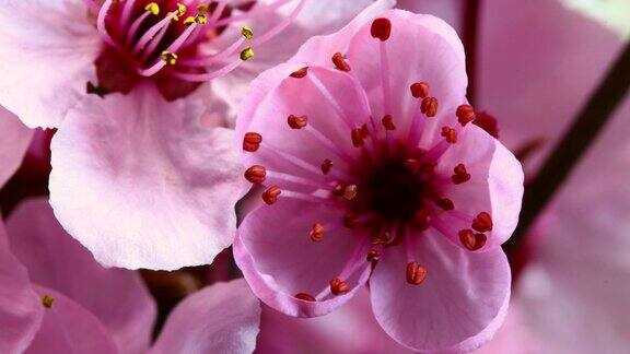 粉红色的樱花盛开4K
