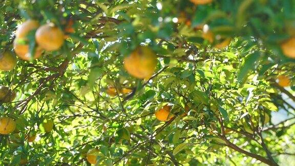近距离采摘新鲜的橙子在果园