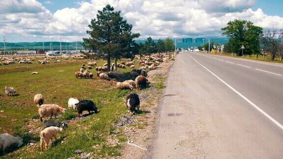 一群羊在公路附近的田野里吃草