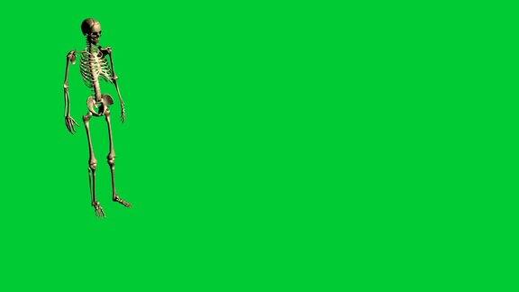 3d动画骷髅扔手榴弹-在绿色屏幕上分开