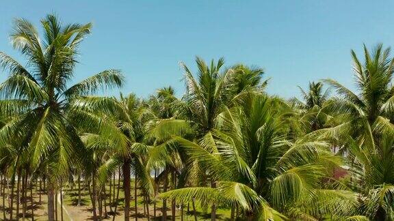 热带海滩棕榈树鸟瞰图