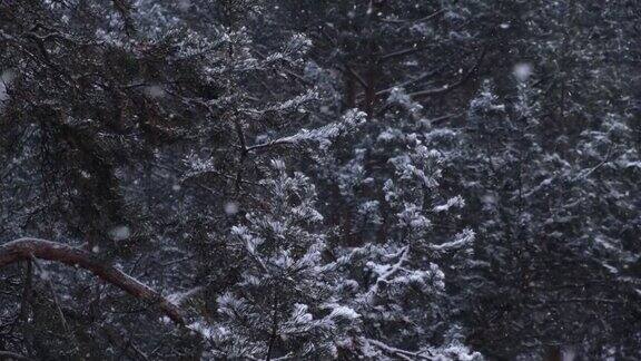 冬天松树林里下雪雪花飞舞落在树枝上4k