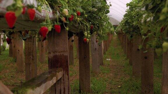 有机农场里草莓植株上挂着浇水的成熟草莓
