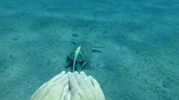 慢动作电影以第一人称拍摄浮潜者潜入沙质海床上的海龟绿海龟(Cheloniamydas)埃及红海