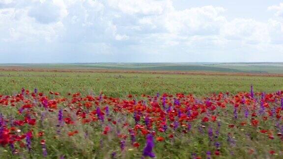 一片红色的野生罂粟花红色的罂粟花盛开在绿色的春小麦地里丰富多彩的自然景观