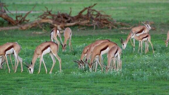 南非喀拉哈里的一群正在进食的跳羚(Antidorcas有袋羚羊)