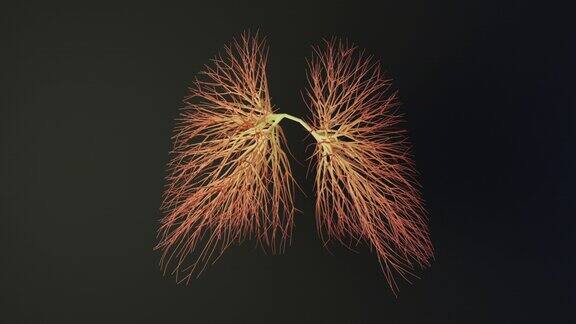 人类的肺是由线条组成的展开成长的动画医学概念