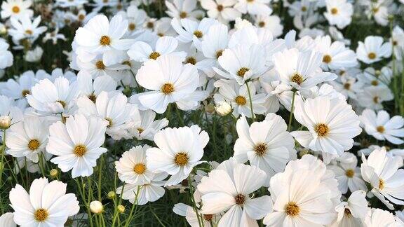 近距离观察花园中白色的宇宙花