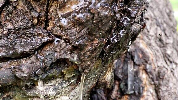 水滴在老树皮上流动