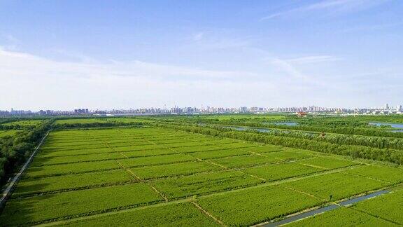 天津湿地航拍照片