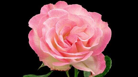 美丽的开粉红色玫瑰在白色的背景绽放的玫瑰花瓣绽放时间流逝特写节日、爱情、生日设计背景芽特写镜头微距4K超高清视频延时