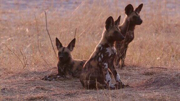 近距离正面的三个非洲野狗幼犬坐在地上环顾四周在奥卡万戈三角洲博茨瓦纳
