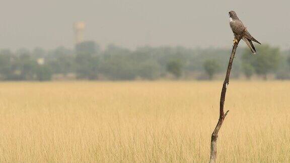 广角拍摄的Laggar或lugger猎鹰或Falcojugger栖息与一个眼神接触在冬天的早晨在talchhapar黑羚保护区印度拉贾斯坦邦