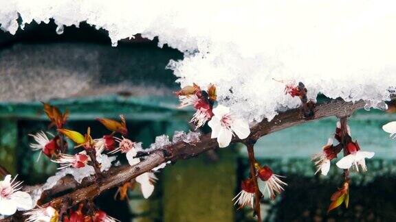 反常的天气杏树上的雪