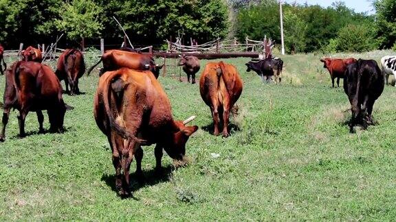 夏天牛在村里的牧场上吃草