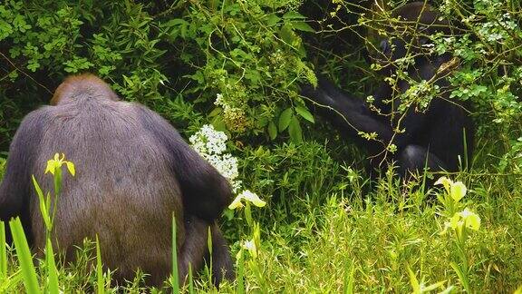 近距离-大猩猩在灌木丛中
