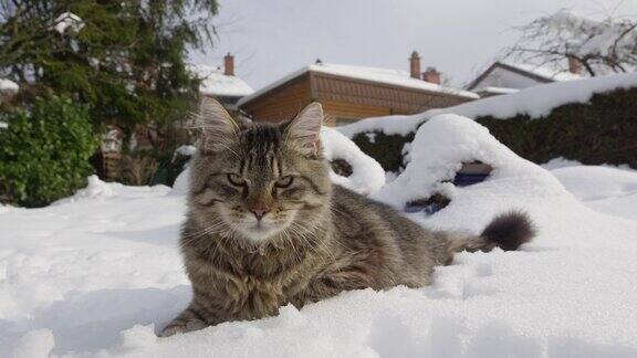 近距离观察:棕色虎斑猫躺在新雪中环顾后院