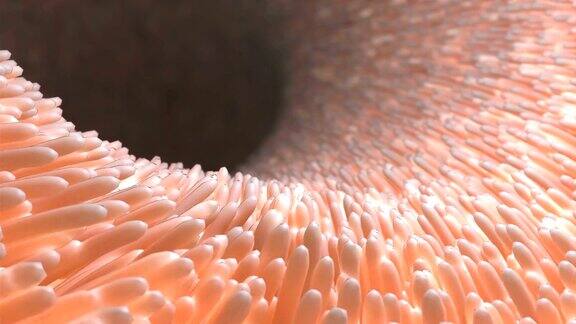 显微镜下肠子内真实的绒毛肠道粘膜显微绒毛和毛细血管3d病肠概念设计消化系统疾病4k