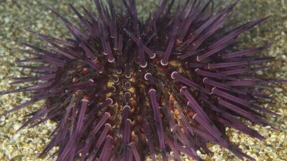在沙滩上行走的海胆的刺的特写紫色海胆(斜生海胆)水下拍摄地中海、欧洲