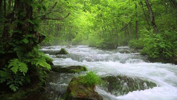 小溪在绿色的森林摄影