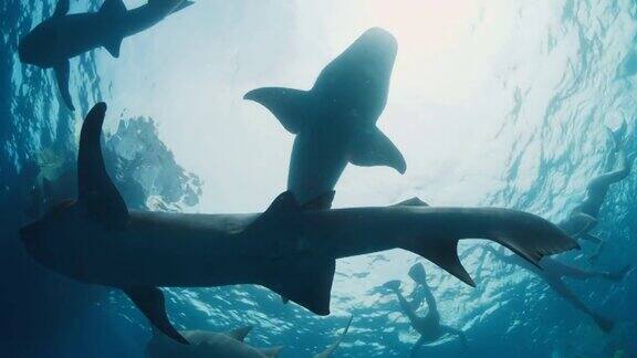 和鲨鱼一起游泳一群人与护士鲨(Ginglymostomacirratum)在热带海域游泳