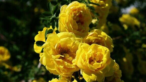 在一个阳光明媚、刮风的日子里黄色的玫瑰开花