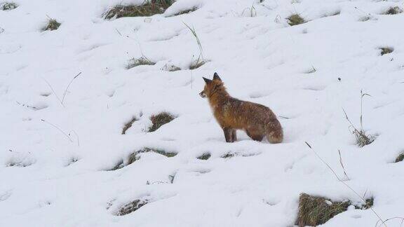 野红狐(VulpesVulpes)在森林边缘的雪地上自然界的野生动物野兽的猎物赤狐(VulpesVulpes)在野外雪地里行走赤狐在冬天觅食