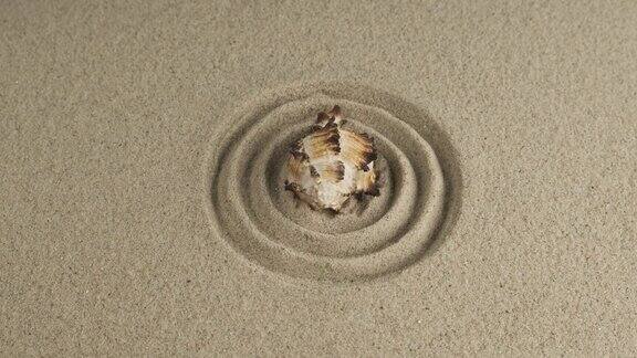 旋转一个单一的海贝躺在一个沙圈的中心特写镜头