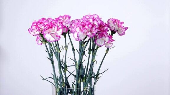 花、花束、旋转上白色背景花组成为亮紫色的土耳其康乃馨