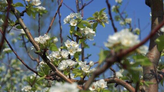 果园里盛开的梨树