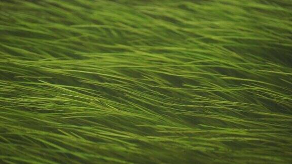 绿色的海草在水里盘旋海藻是一种常见的水生植物白骨藻生长于河流、湖泊、海洋或海洋中