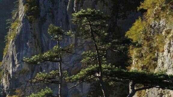 无人机细节拍摄的树木在一个山的悬崖面