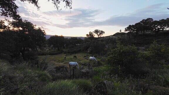 美丽的马在日出时在田野里自由进食的4k视频