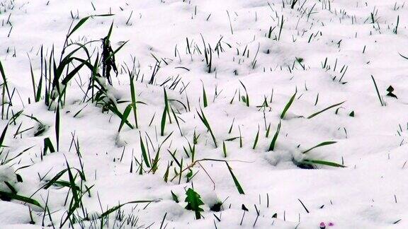绿色的草地覆盖着新鲜的雪