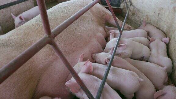 工业养猪场里吃母乳的小猪