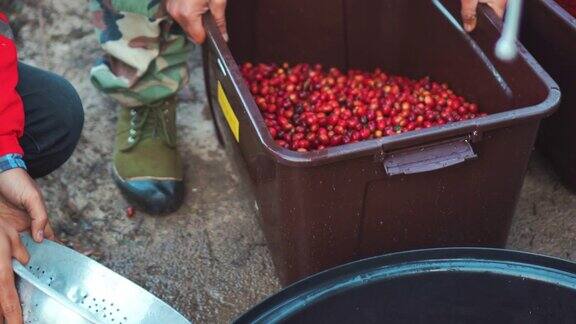 收获樱桃咖啡豆