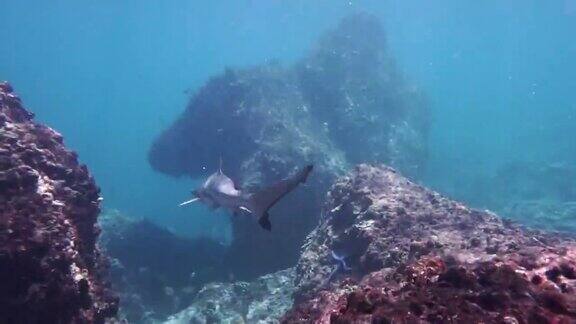 和黑尖礁鲨一起潜水
