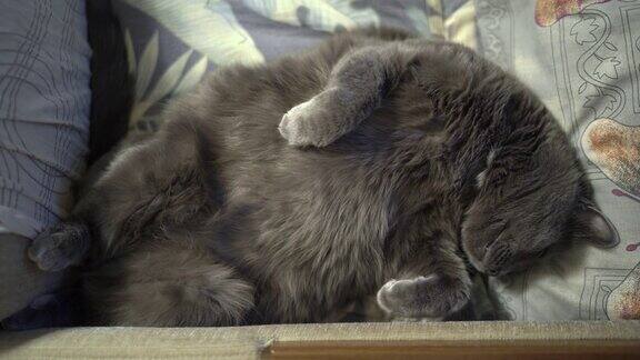 灰猫打呵欠睡在床上家猫睡觉的姿势肚皮朝上头朝下