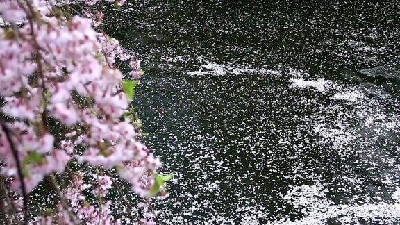 樱花花瓣掉落