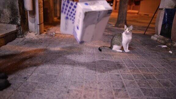 一个男孩在户外玩猫和纸箱