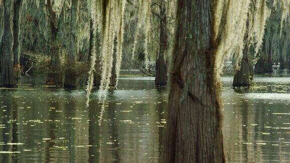 在路易斯安那州南部的阿查法拉亚河流域沼泽中漂浮着西班牙苔藓覆盖的森林中的柏树