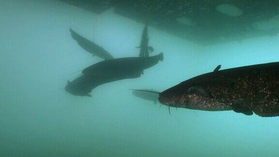 水下拍摄的一群巨型鲶鱼