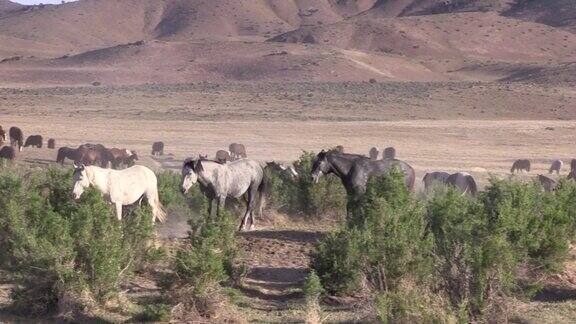 犹他沙漠中的野马