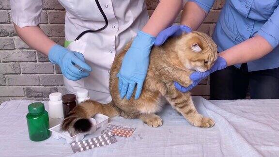 兽医用注射器给姜猫接种疫苗兽医助理医生手牵宠物在兽医诊所
