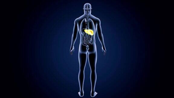 人的肝脏和器官