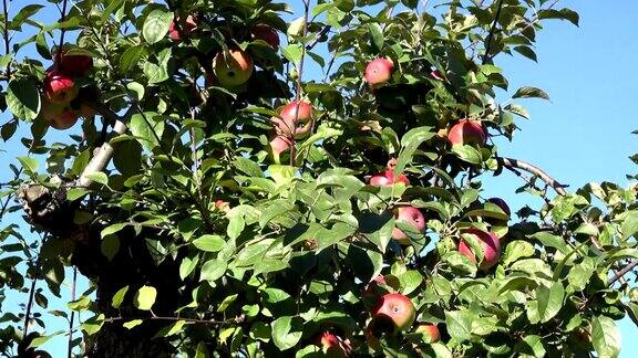 秋天花园里的树上结满了成熟的鲜红苹果FullHD