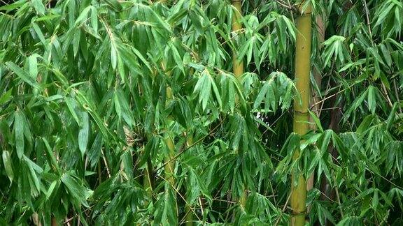 丛林雨竹(高清)