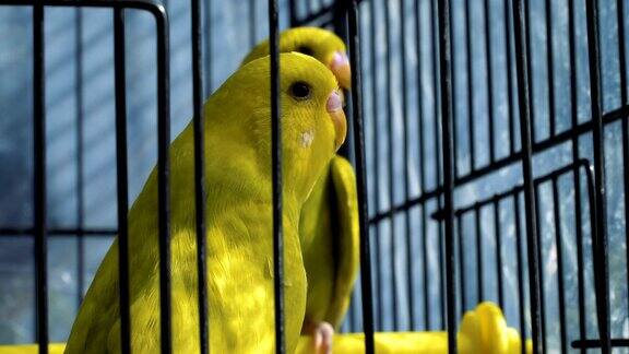 笼子里的黄色虎皮鹦鹉