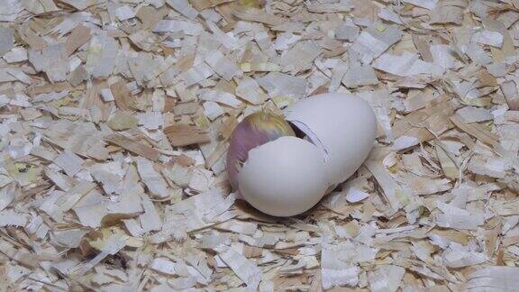 在农场孵化器孵化小鸡和蛋